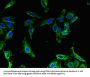 MAP1LC3B2 Antibody