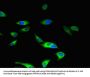 MAP3K5 Antibody