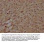 MAP4K4 Antibody