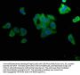 MAP4K4 Antibody