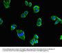 MAPK10 Antibody