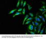 MAPK11 Antibody