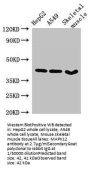 MAPK12 Antibody