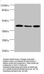 MAPK13 Antibody