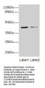MAPK13 Antibody