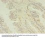 MAPK13 Antibody