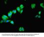 MAPK13 Antibody