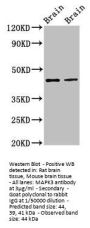 MAPK3 Antibody