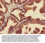 MAPK3 Antibody