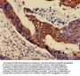 MAPK3 Antibody