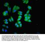 MAPK3 Antibody
