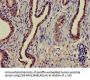 MAPK6 Antibody
