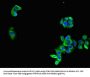 MARK3 Antibody