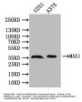 MAS1 Antibody