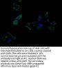 MAS1 Antibody