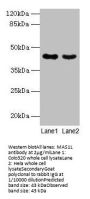 MAS1L Antibody