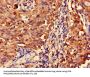 MAS1L Antibody