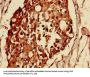 MAS1L Antibody