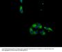 MAS1L Antibody