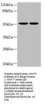 MATK Antibody