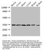 MBP Antibody