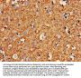 MBP Antibody
