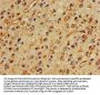 MBP Antibody