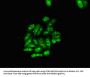 MBP Antibody