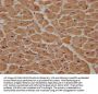 MCF2 Antibody