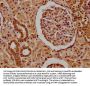 MCF2 Antibody