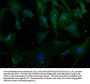 MCF2 Antibody