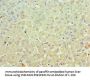 MCM3 Antibody