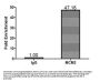 MCM3 Antibody