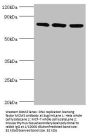 MCM5 Antibody