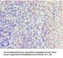 MCM5 Antibody