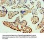 MCM5 Antibody