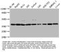 MDH1 Antibody