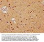 MDH1 Antibody