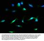 MDH1 Antibody