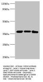 MDH2 Antibody