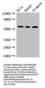 MDM4 Antibody