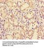 ME1 Antibody