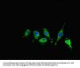 ME1 Antibody