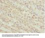MEOX1 Antibody