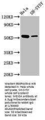 MEX3A Antibody