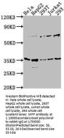 MFF Antibody