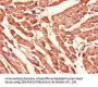 MFN2 Antibody
