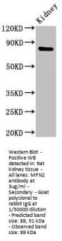 MFN2 Antibody