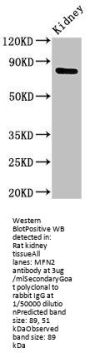 MFN2 Antibody