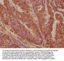 MFNG Antibody